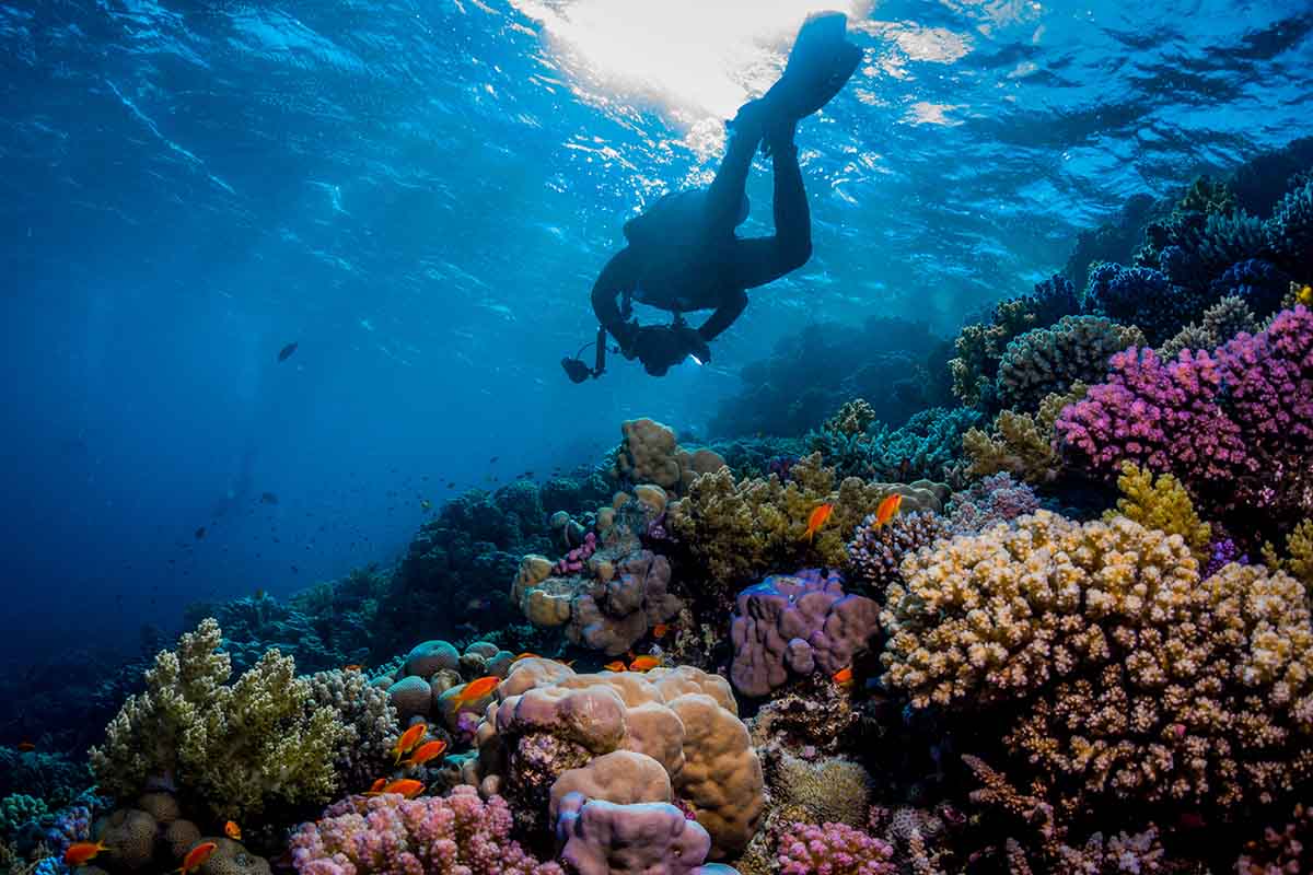 Diving in the Red Sea