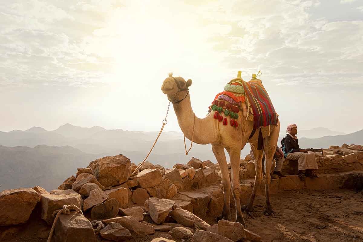 Mount Sinai Dromedary