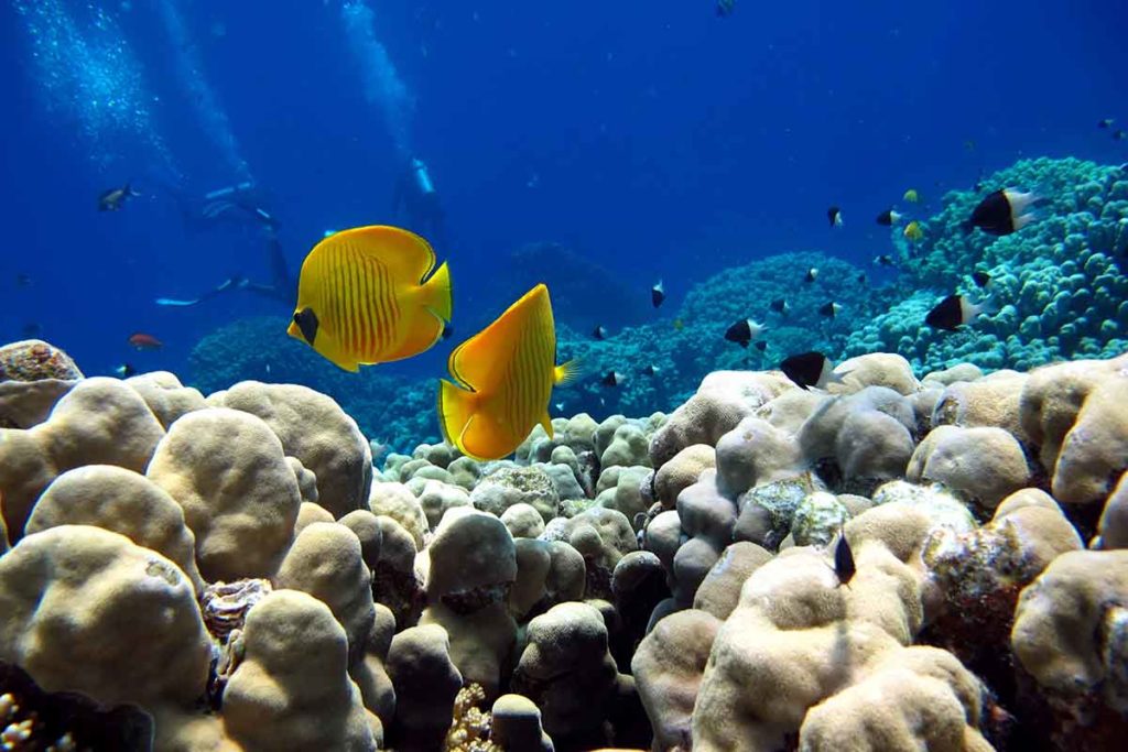 Fish Red Sea
