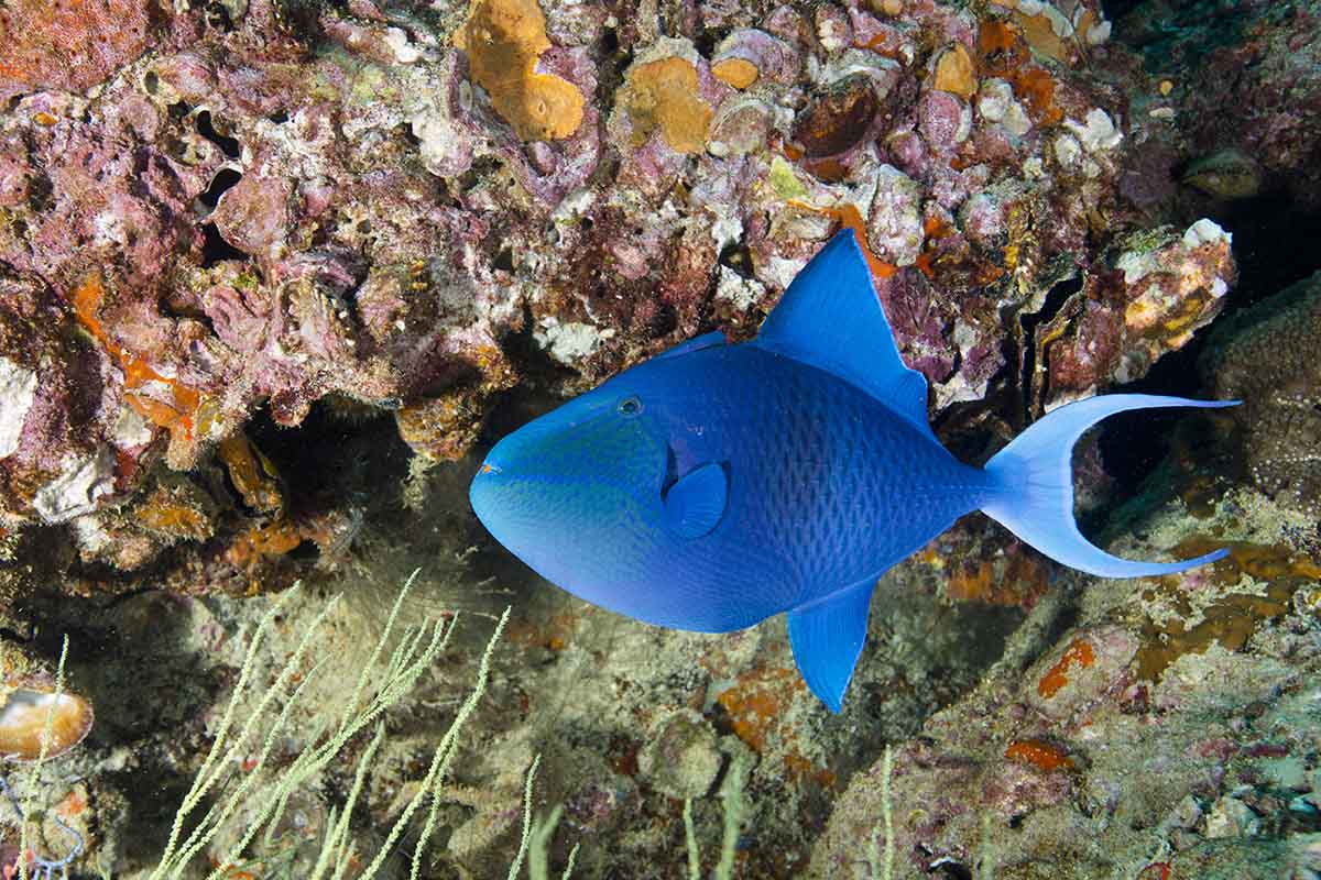 Poisson arbalète