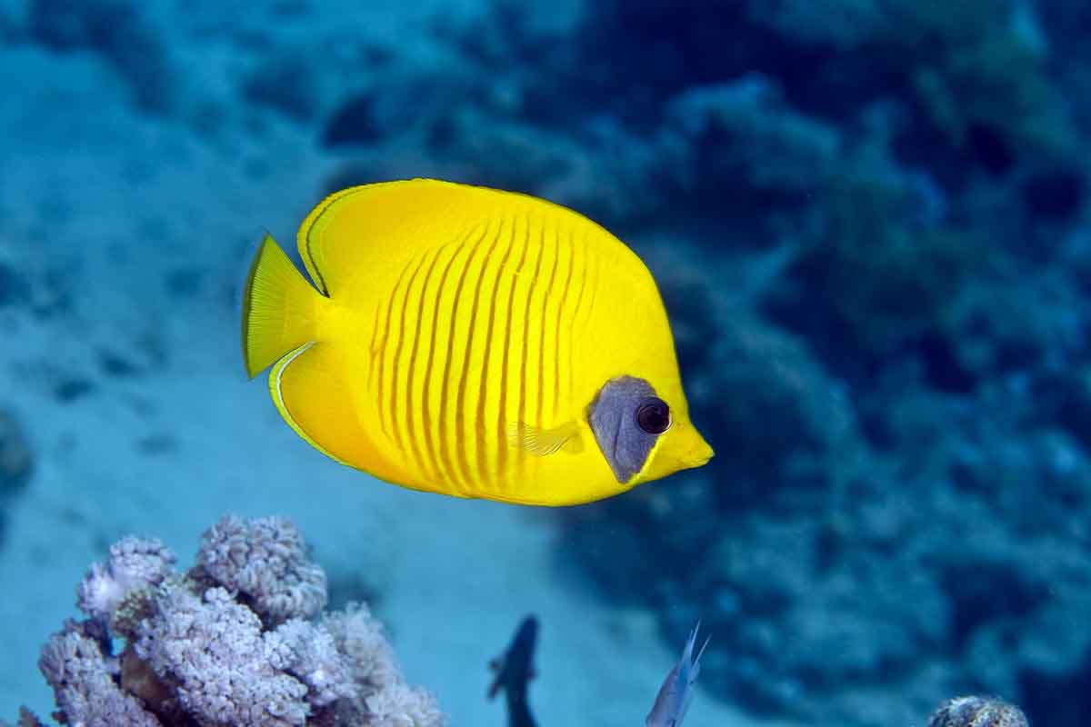 Butterfly Fish