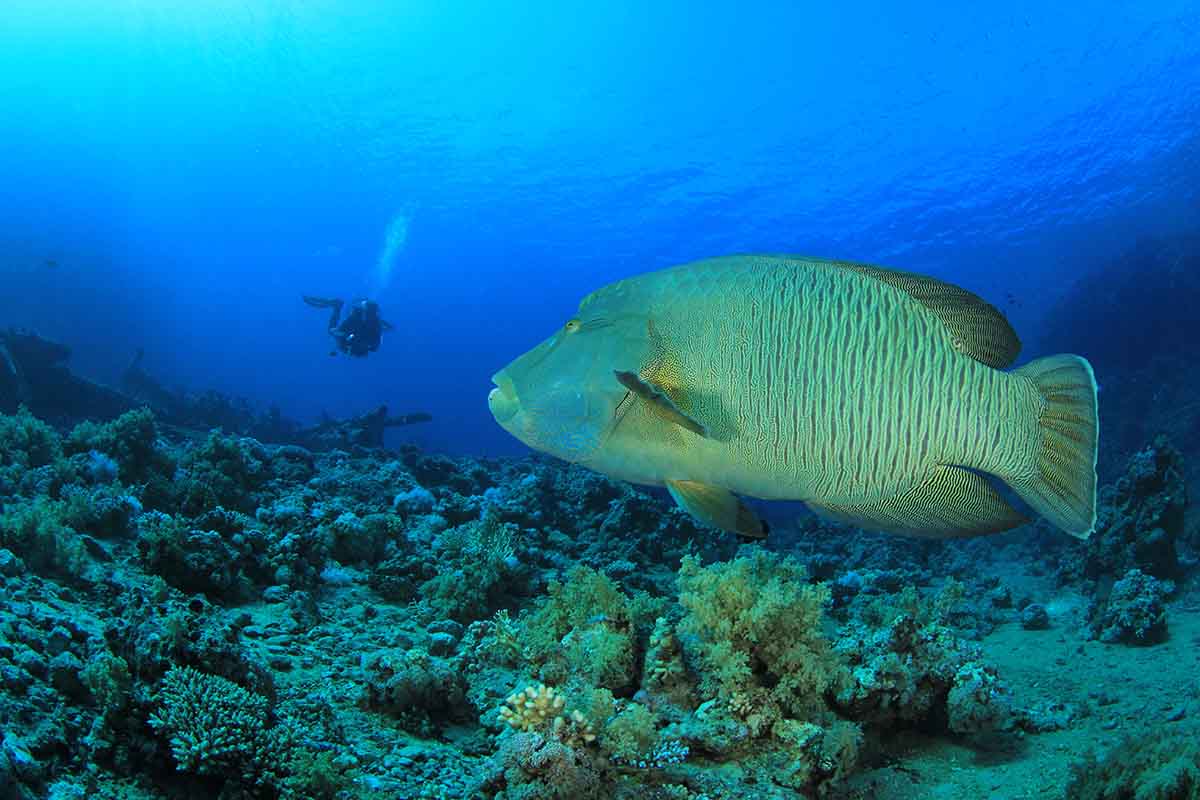 Pesce Napoleone