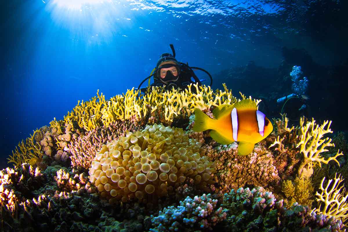 Diving in the Red Sea