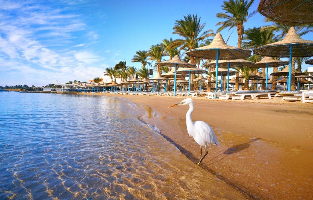 playa hurgada redu asdasdasd 3