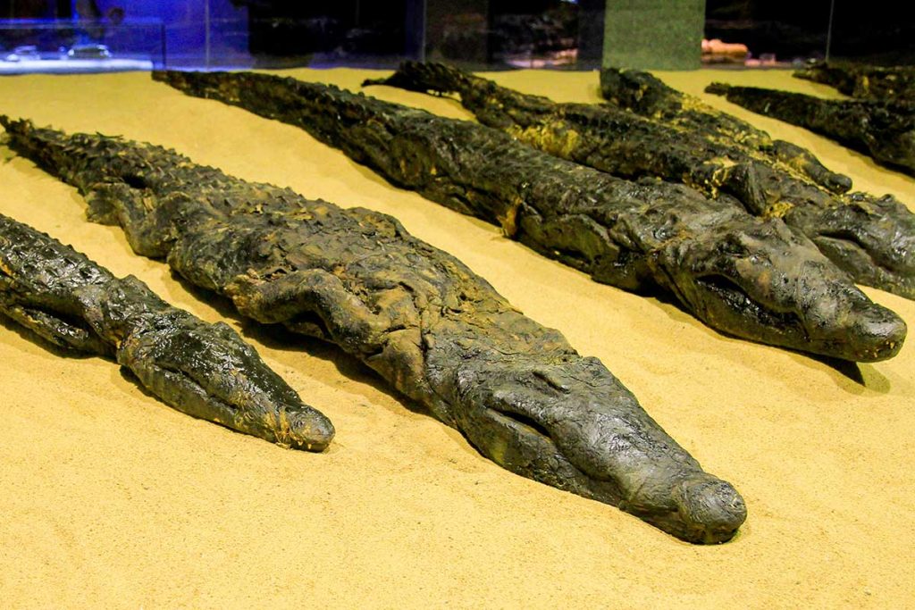 Museo dei coccodrilli a Kom Ombo