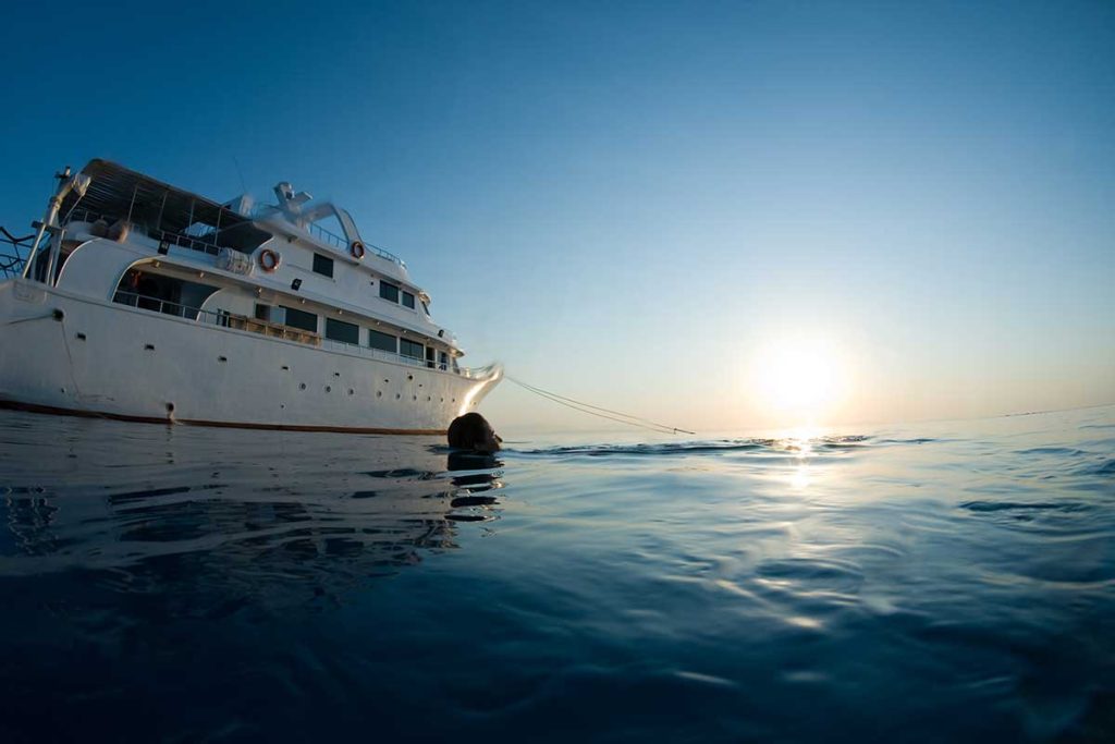 nuotare con i delfini a hurghada