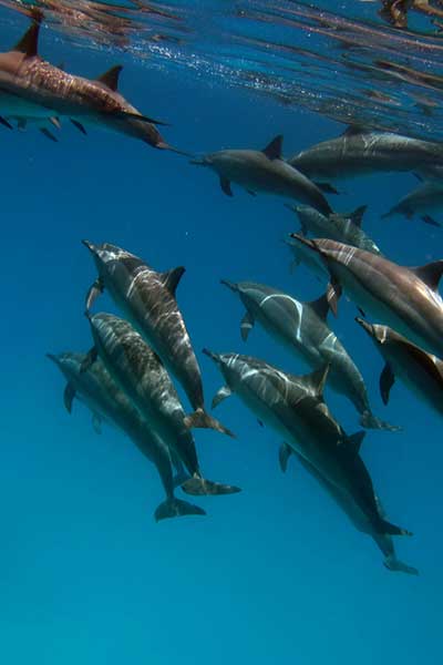 GITA IN BARCA E NUOTO CON I DELFINI A HURGHADA
