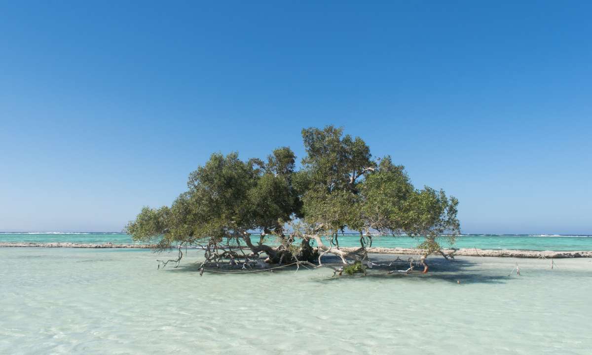 Mangrove in Al Qulaan, protectorate of Wadi El Gemal