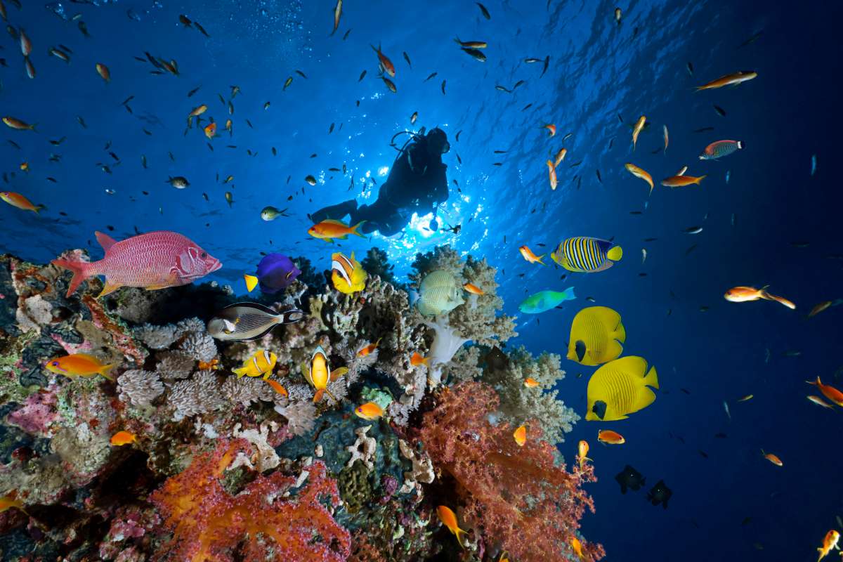 Diving in Marsa Alam