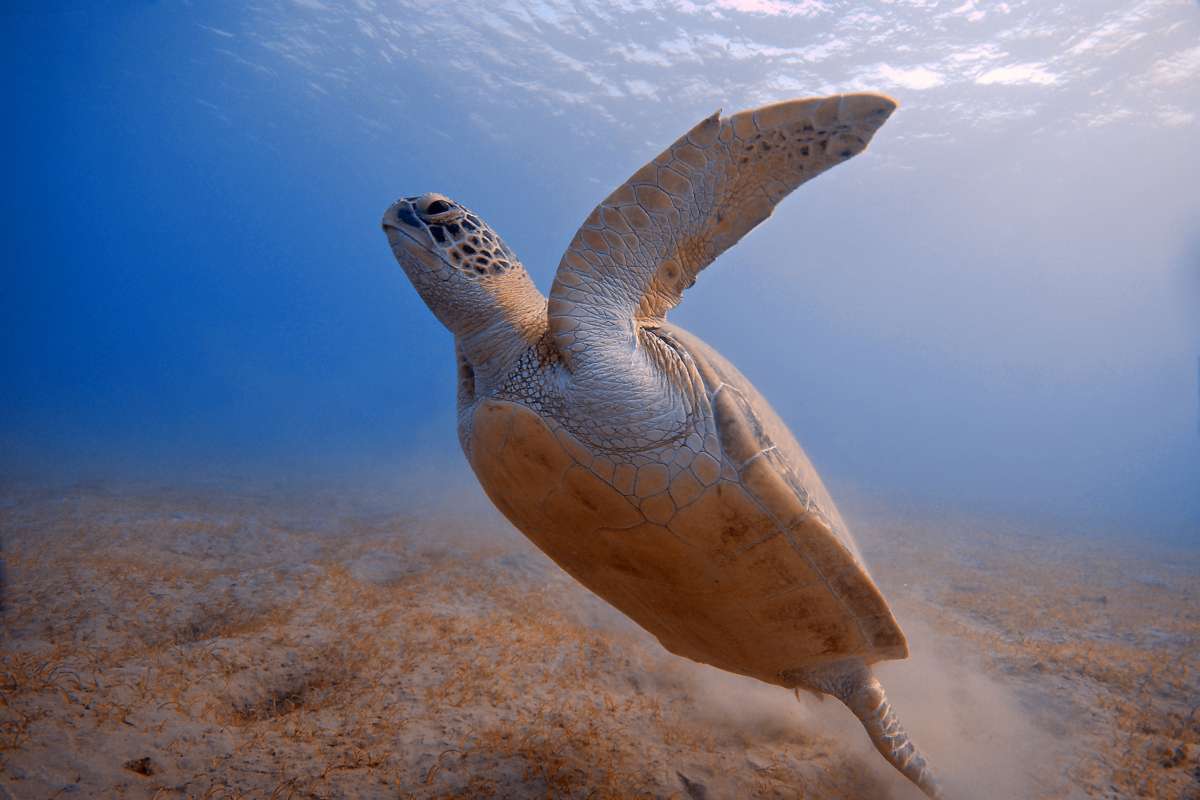 Diving Taba